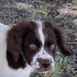 Brittany Puppies from Highpoint Kennels