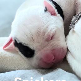 Snickers - White and brindle male American Bulldog puppy in Homer, Georgia from Valor American Bulldogs