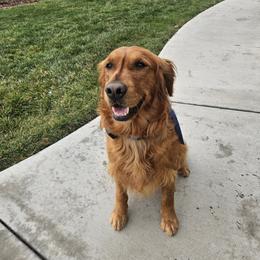 Goose - Golden Retriever