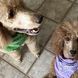 Poodles from Kathryn Casey