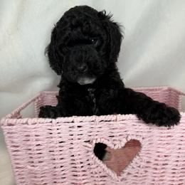 Dahlia - Parti female Poodle puppy in Longview, Washington from Evergreen Miniature Poodles