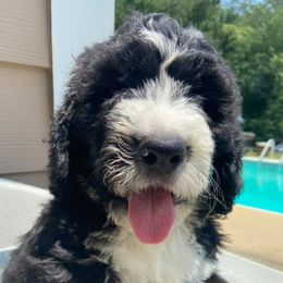 Bernedoodles from Bernedoodle Puppies