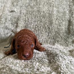 Bubbles - Red male Cavapoo puppy in Fort Worth, Texas from Aloha Paradise Poodles LLC