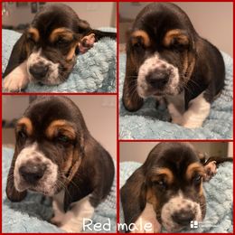 Red collar male - Black and white male Basset Hound puppy in Temple, Texas from Southern Rose Bassets