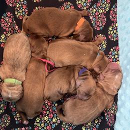 Red Male - Apricot male Goldendoodle puppy in Great Falls, Montana from Montana Goldendoodles