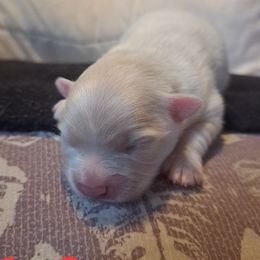 Girl 3 - White female Pomeranian puppy in Lore City, Ohio from Tonia's Pomeranians