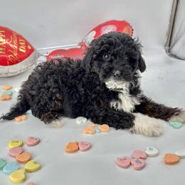 Roamy - Black and white male Aussiedoodle puppy in Deer Park, Washington from Doodle Paw Ranch