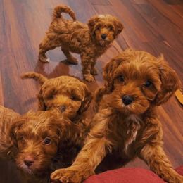 Assorted Doodle Crosses and Cavapoo Puppies from CavaloveNJ