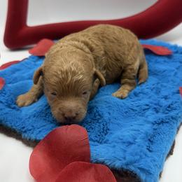 Aladdin - Red  male Goldendoodle puppy in Central, Arizona from Desert Valley Doodles