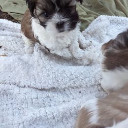 "Ophelia" Shih Tzu Puppies from We Shih Tzu Not!