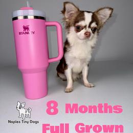 Rue 6,500 - Chocolate sabled fawn male Chihuahua puppy in Naples, Florida from Naples Tiny Dogs
