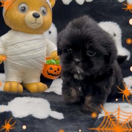 Gavriel - Black and tan male Shih Tzu puppy in Kingsville, Texas from Altas Palmas Shih Tzu