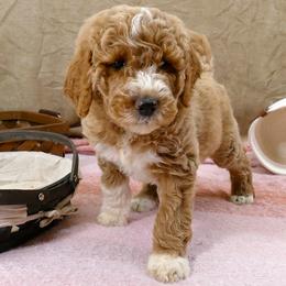 Bernedoodle and Goldendoodle Puppies from Doodles are Amazing