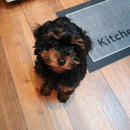 Cavapoo, Cockapoo, Maltipoo, and Poodle Puppies from Heavenly Puppies to Love