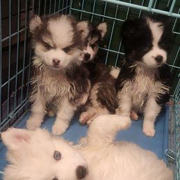 Pomsky Puppies from Bitz of Spitz