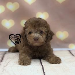 Tyson (brown sable) - Sable male Poodle puppy in Nashville, Arkansas from Cuddles n Curls