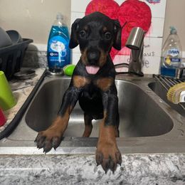 Doberman Pinscher Puppies from Aaliyah’s Dobies