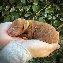 Girl 2 - female Poodle puppy in Modesto, California from Dry Creek Poodles