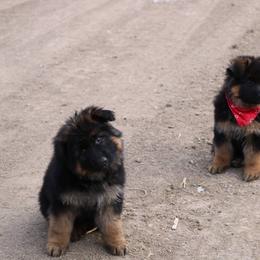 German Shepherd Puppies from Lost Creek German Shepherds LLC