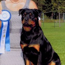 Scarlett - Rottweiler