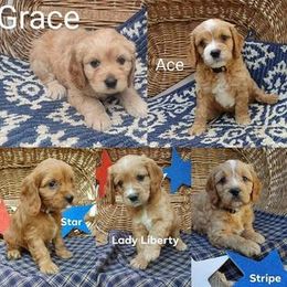 Cavapoo Puppies from Jessie's Puppies