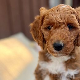 Millie - Goldendoodle puppy in Saint John, Indiana from Lulu's Goldendoodles