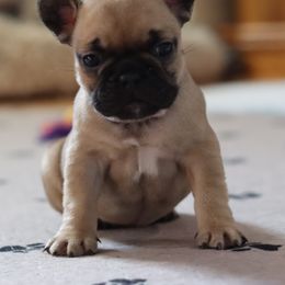 French Bulldog Puppies from Diamond Dog Frenchies