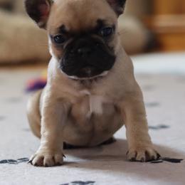 French Bulldog Puppies from Diamond Dog Frenchies