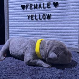Yellow collar - Gray female Cane Corso puppy in Atlanta, Georgia from Brandy Horne