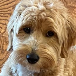 Manitou - Goldendoodle