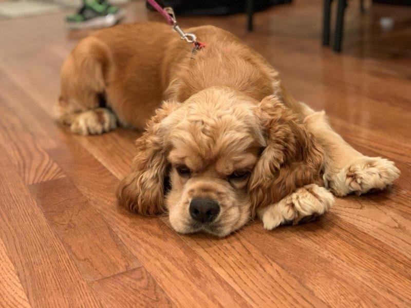 Wilkshire Farm in Virginia Cocker Spaniel puppies Good Dog