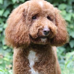 Goose - Poodle