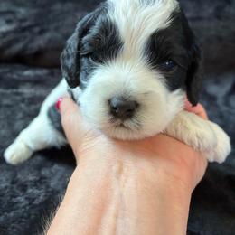 Toad - Black and white male Cockapoo puppy in Adrian, Oregon from ApplebyFarm