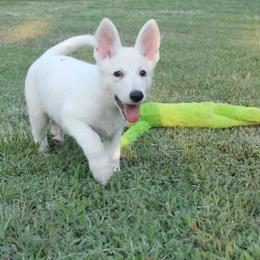 Green collar girl - White female German Shepherd puppy in Grimes County, Texas from Double H German Shepherds