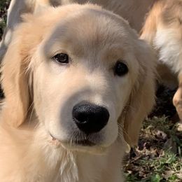Golden Retrievers from Novella Golden Retrievers