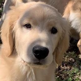 Golden Retrievers from Novella Golden Retrievers