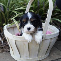 Parker - Tri-color male Cavalier King Charles Spaniel puppy in Lula, Georgia from Cavaliers by Crumley