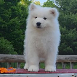 Orange girl - White female Samoyed puppy in Alma, Michigan from Limelight Samoyeds