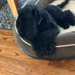Kerry Blue Terrier Puppies from Watch Em’ Spar Kerry Blue Terriers