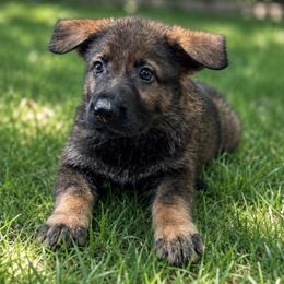 Gray Collar - Sable male German Shepherd puppy in Casscoe, Arkansas from Crown H Shepherds
