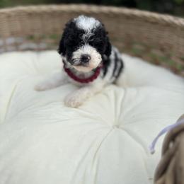 Eillish - Black and white female Bernedoodle puppy in Cocoa, Florida from The Beach Doodles