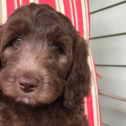 Bernedoodle and Goldendoodle Puppies from Bailey Mountain Doodles