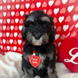 Comet - Tri-color male Bernedoodle puppy in Lookout, California from Remington Kennels, LLC