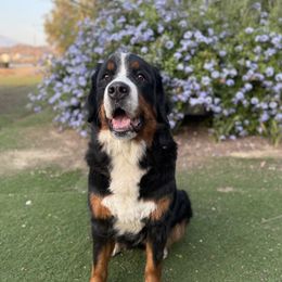 Paisley - Bernese Mountain Dog
