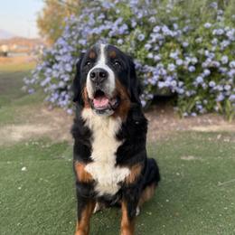 Paisley - Bernese Mountain Dog