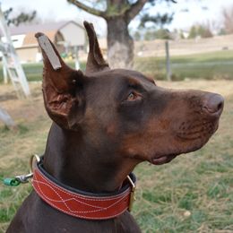 Nemesis - Doberman Pinscher
