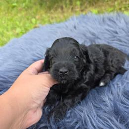 Gretel - Black female Goldendoodle puppy in Missouri from Husky Hill Kennel