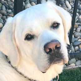 Labrador Retrievers from Kathy's Labradors
