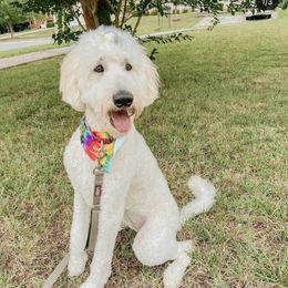 Maui - Goldendoodle
