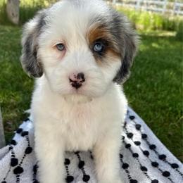 Goldie - Blue merle female Aussiedoodle puppy in Heber City, Utah from Junipersdoodles